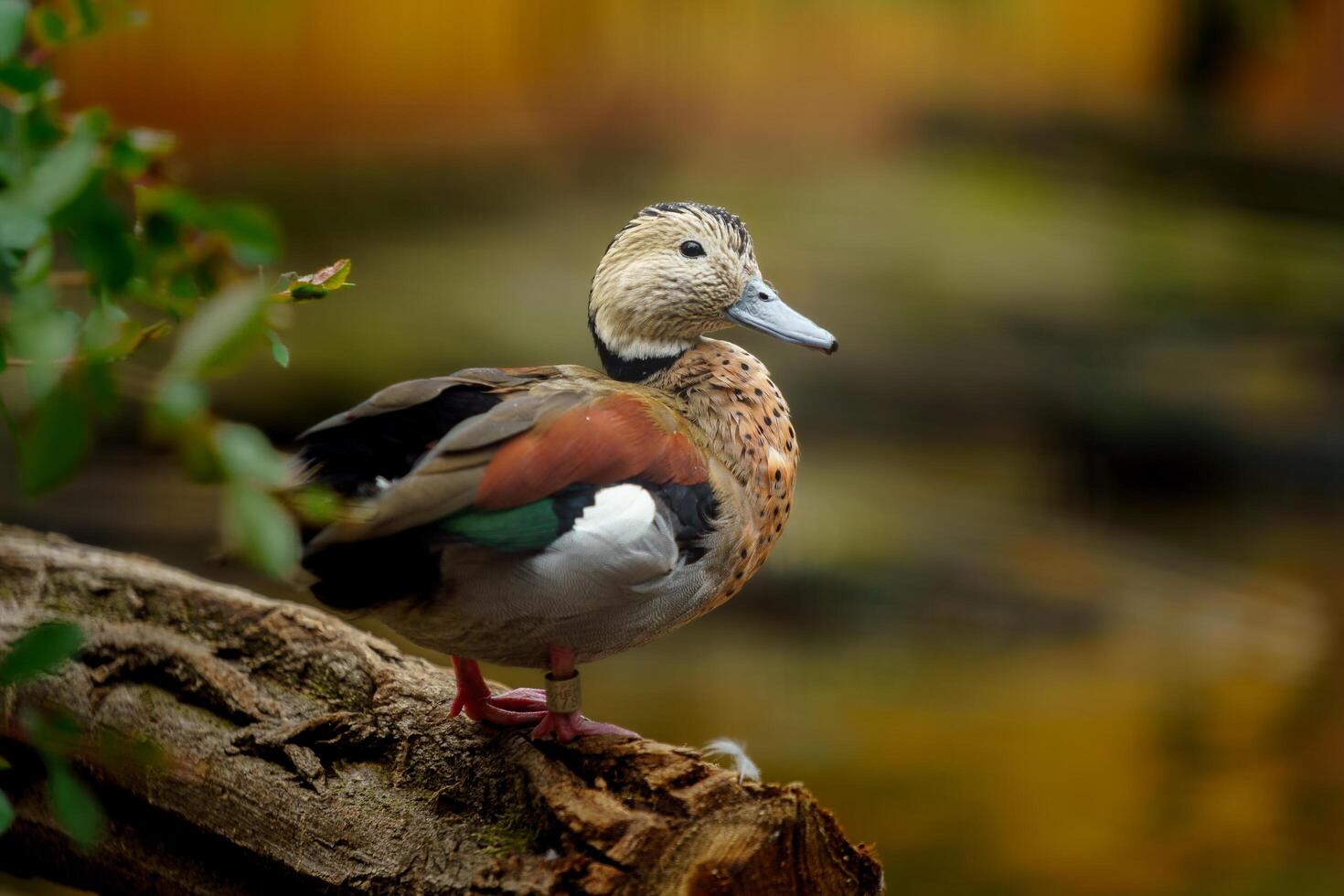 Ringed Teal on log in pond photo