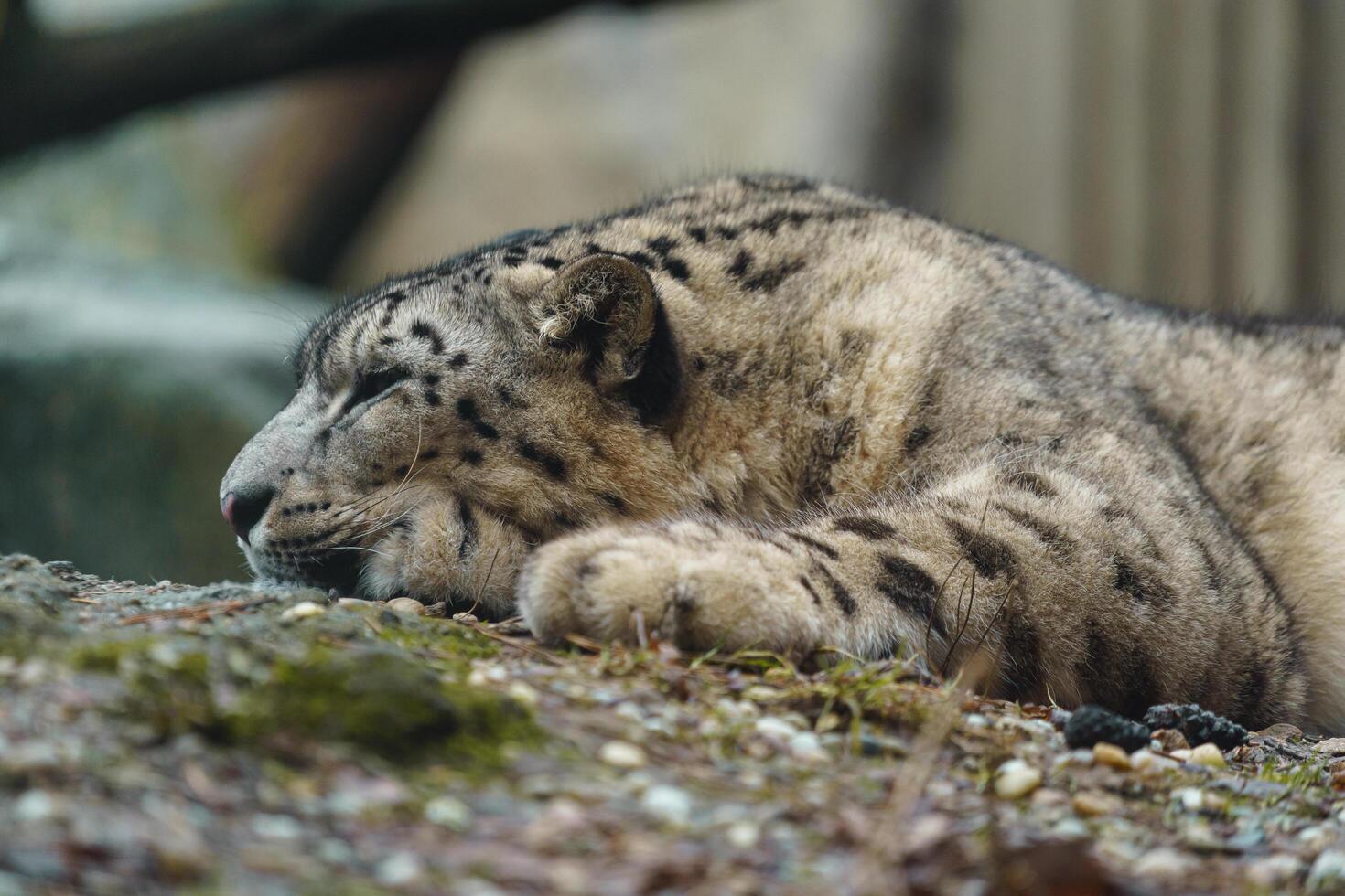 Portrait of Snow leopard in zoo photo
