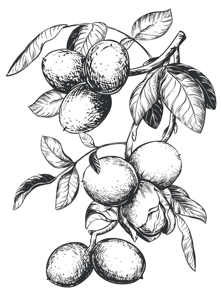 Linear sketch of a walnut branch. Hand drawn ink drawing of nut. Illustration for menu, packaging, label. Outline illustration using engraving technique on a white background. vector