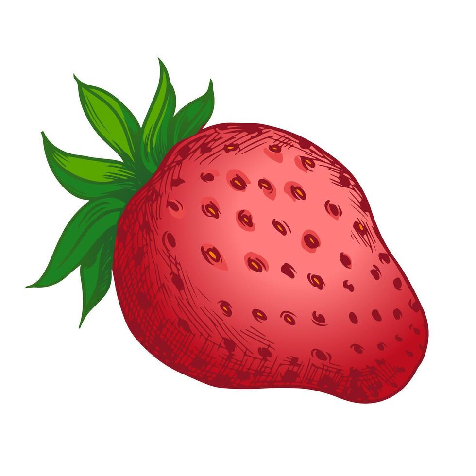 sketch of the strawberry on white background vector