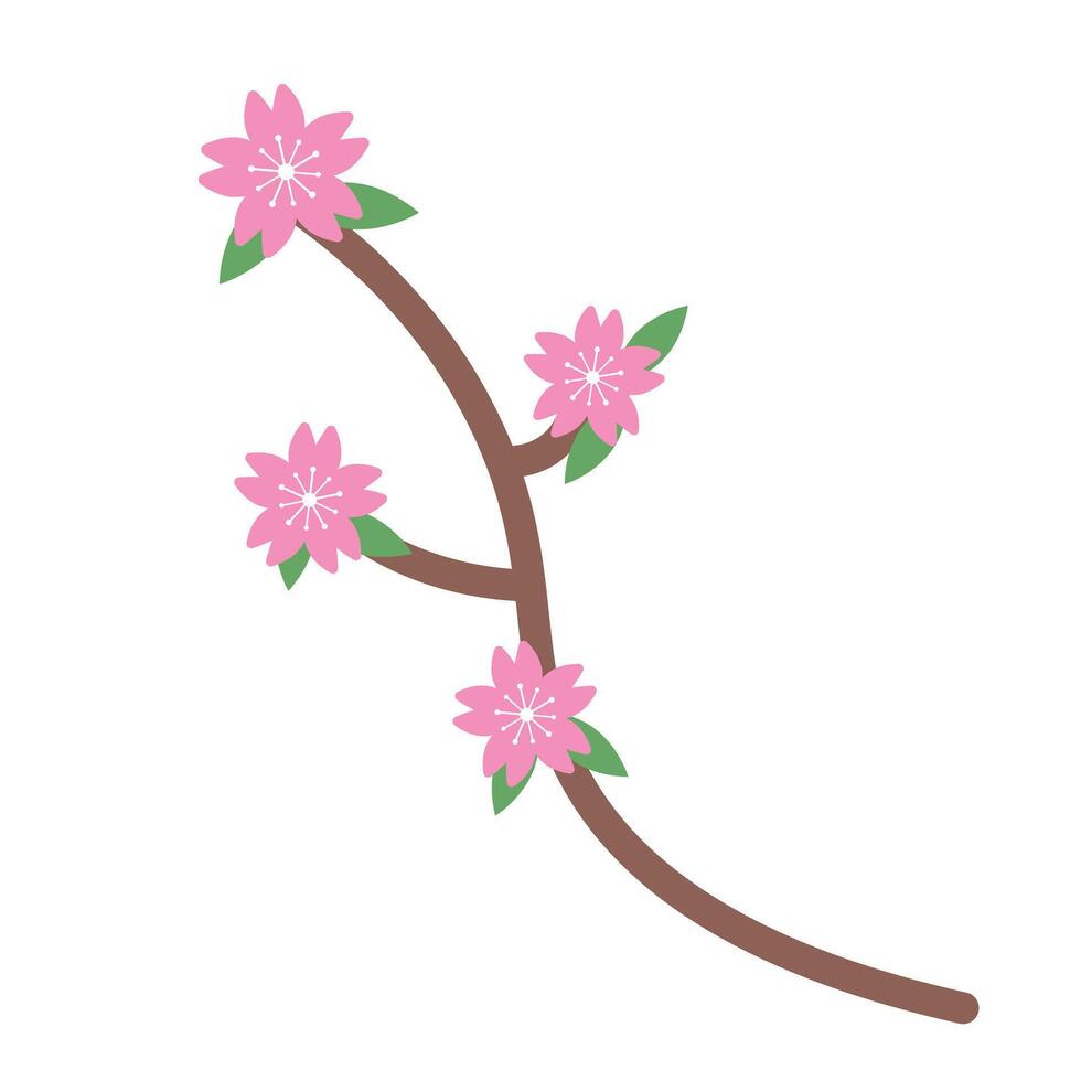 Cherry blossoms and branch. vector
