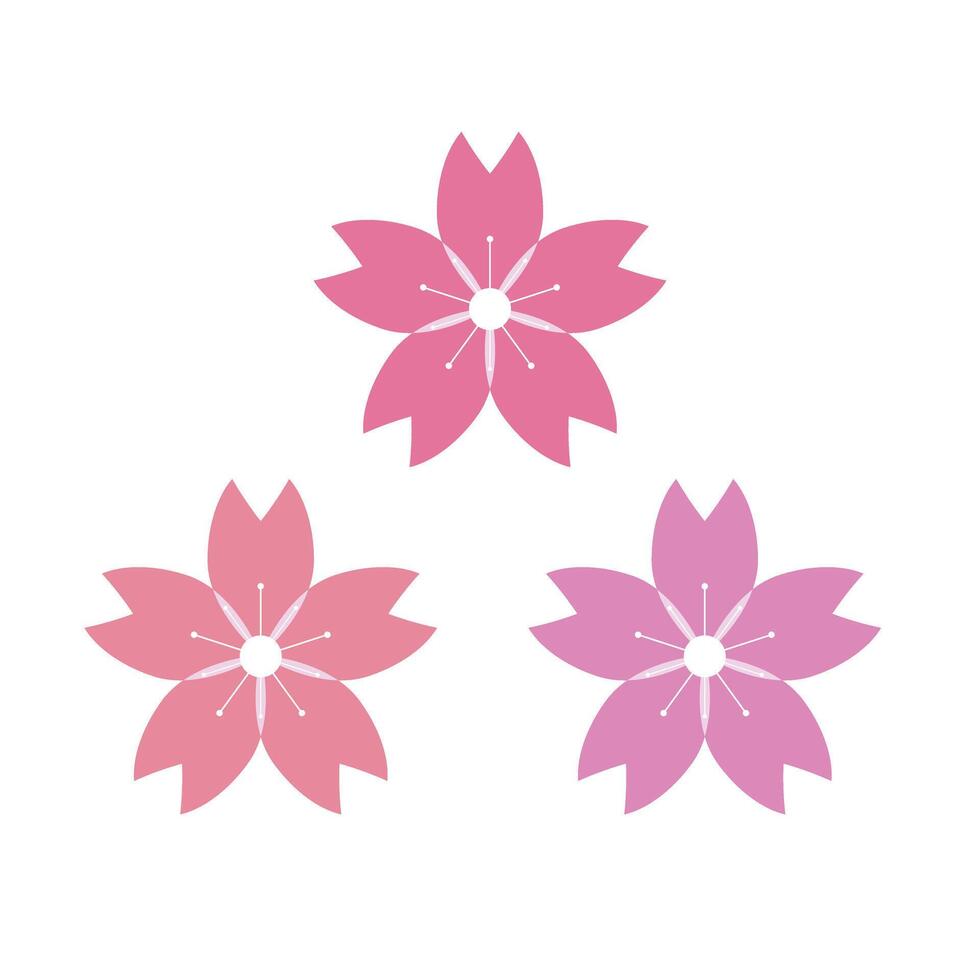 Cherry blossoms in three different colors. vector