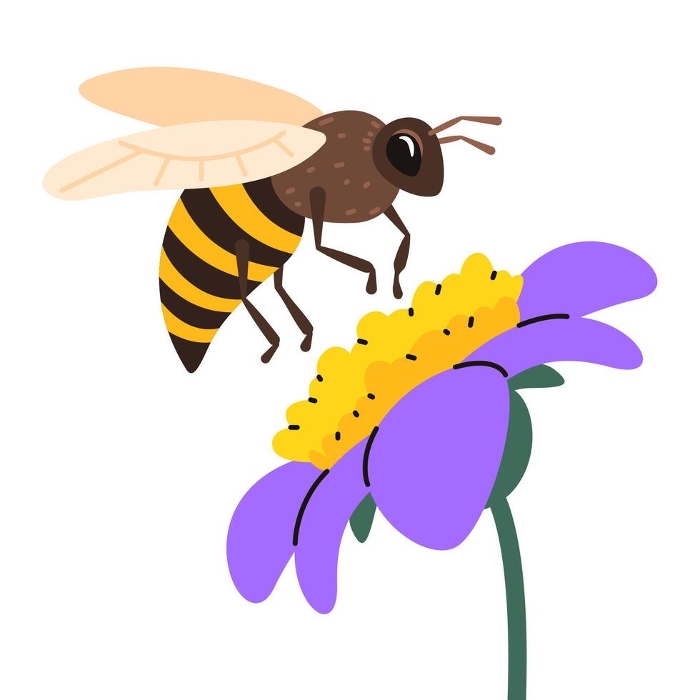 Honey bee collect pollen from flower. vector