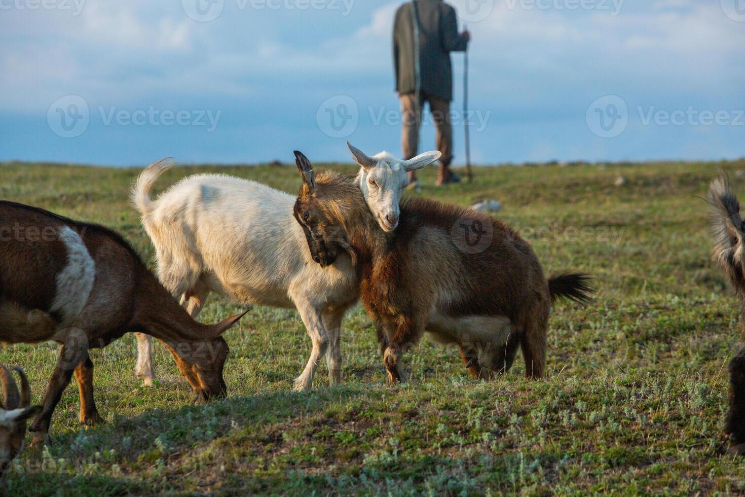 Mountain goats grazing in the Carpathian Mountains of Romania. The happy goat runs on the steep rocks. photo
