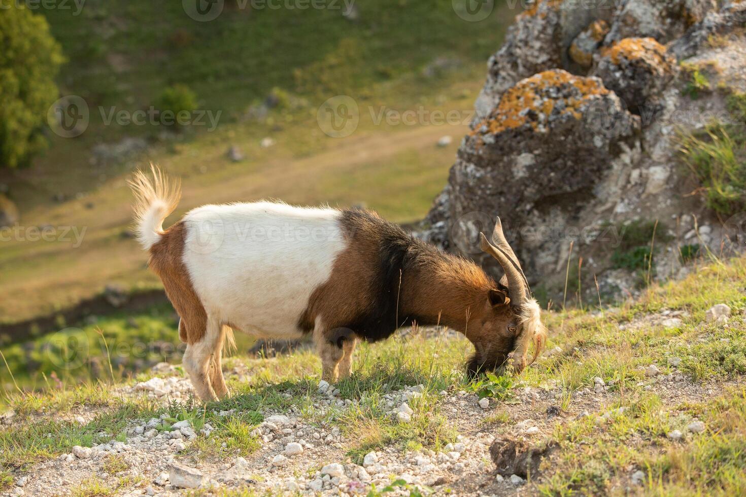 Mountain goats grazing in the Carpathian Mountains of Romania. The happy goat runs on the steep rocks. photo