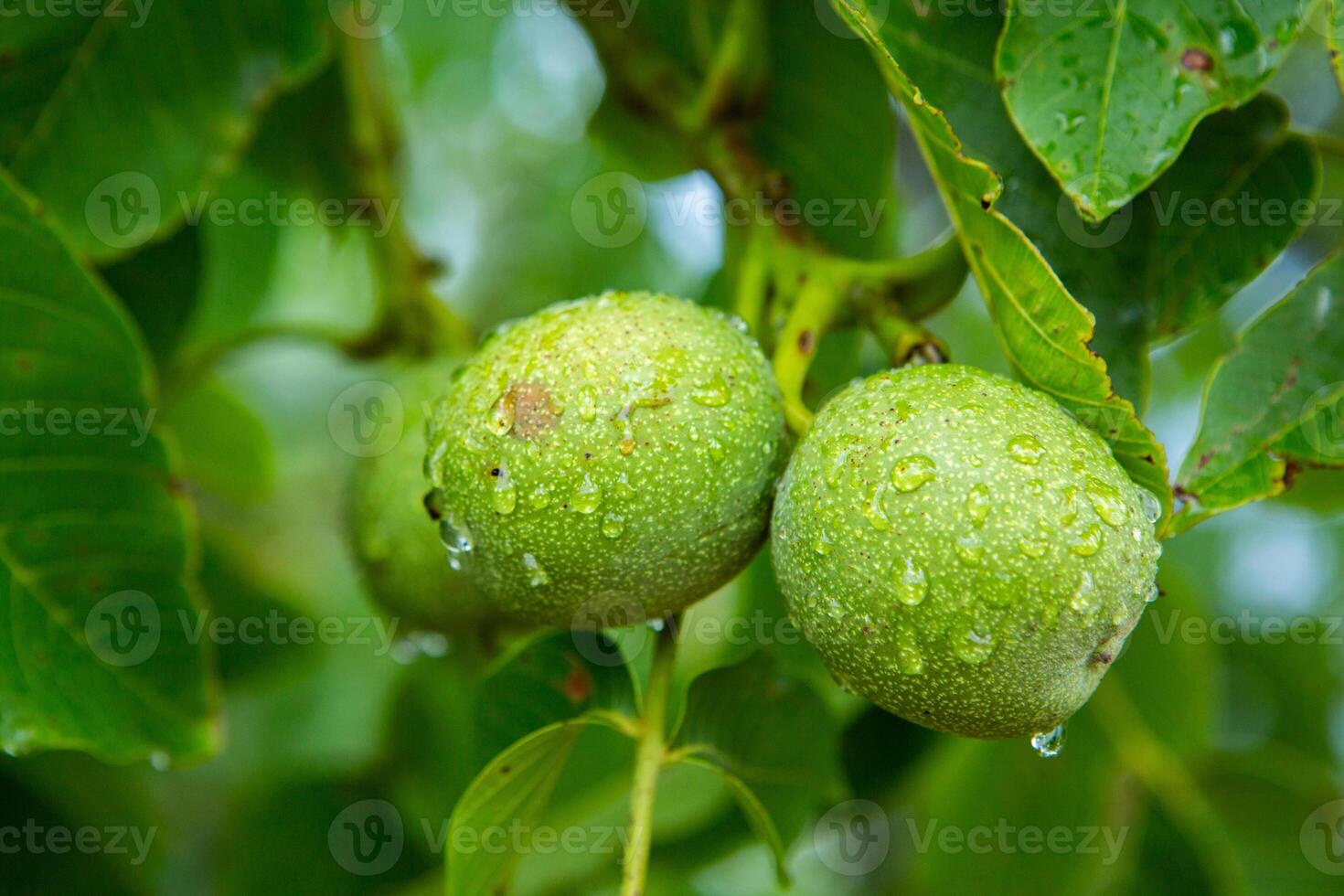 Green walnuts on a tree in the garden with drops of water. The walnut tree grows waiting to be harvested. Ripe nuts. photo