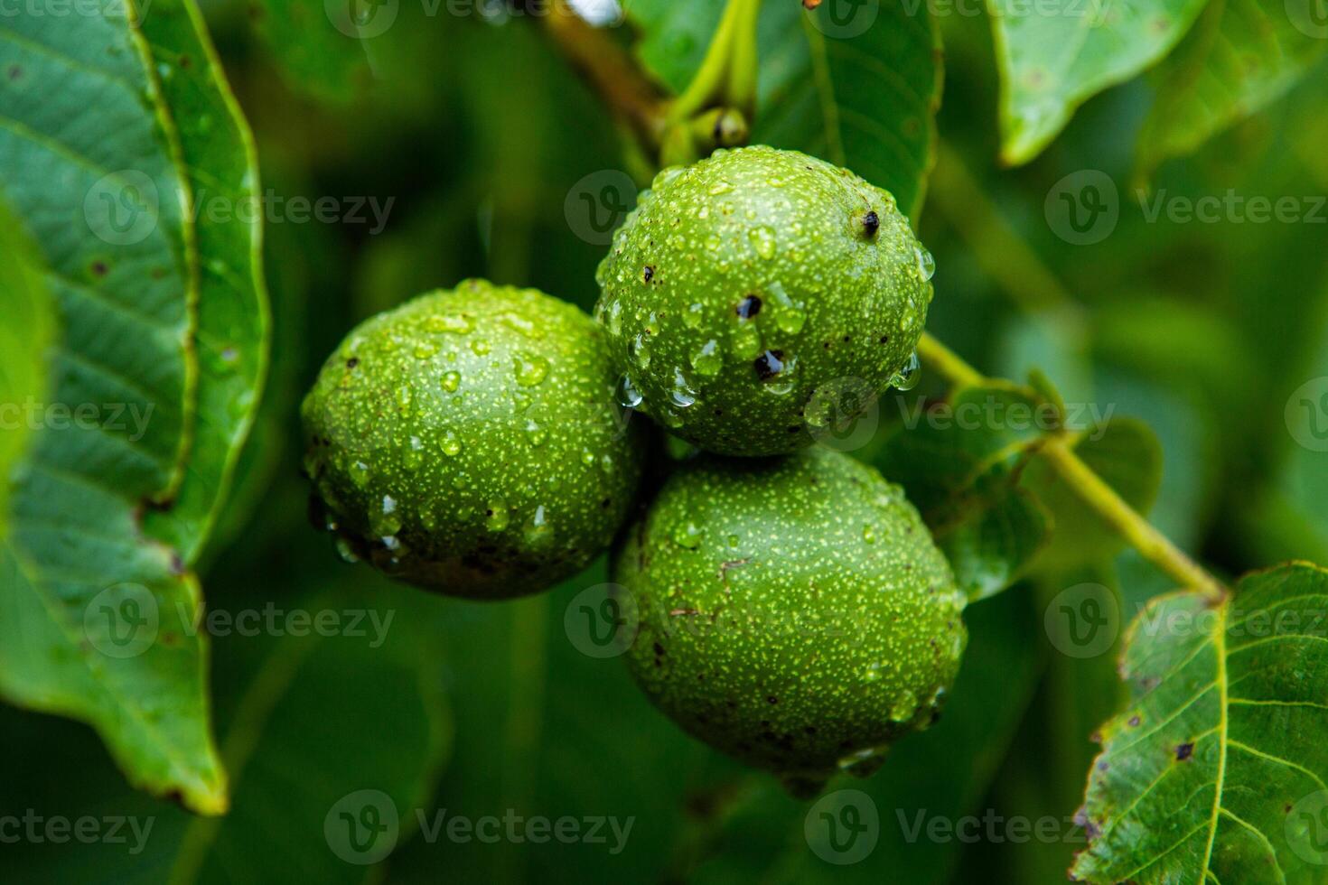 Green walnuts on a tree in the garden with drops of water. The walnut tree grows waiting to be harvested. Ripe nuts. photo
