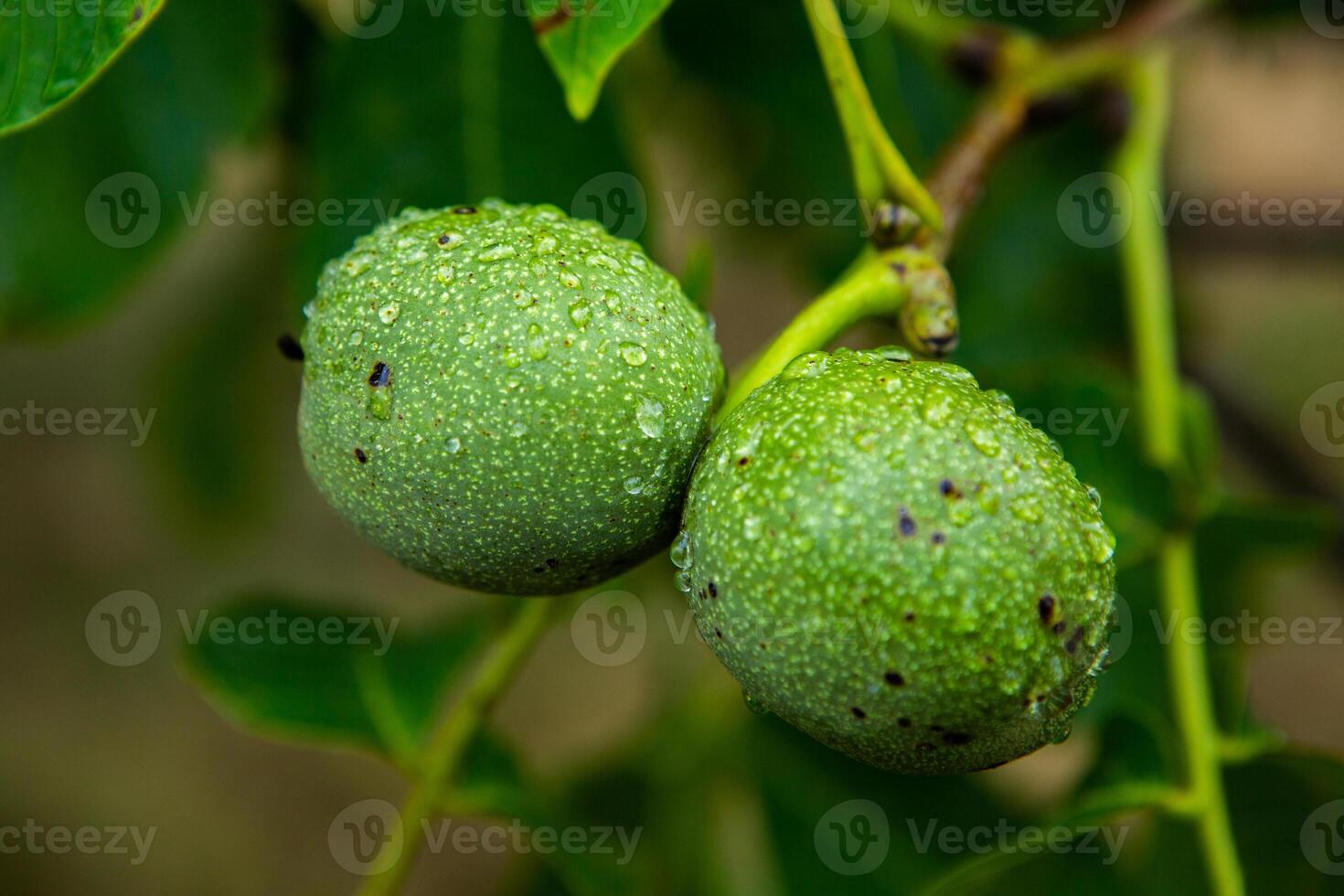 Green walnuts on a tree in the garden with drops of water. The walnut tree grows waiting to be harvested. Ripe nuts. photo