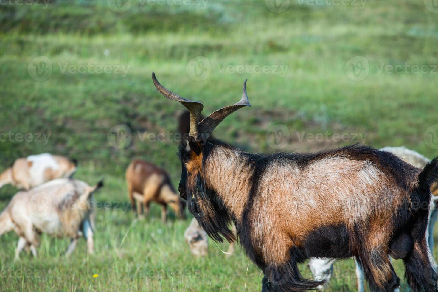 Mountain goats grazing in the Carpathian Mountains of Romania. The happy goat runs on the steep rocks. photo