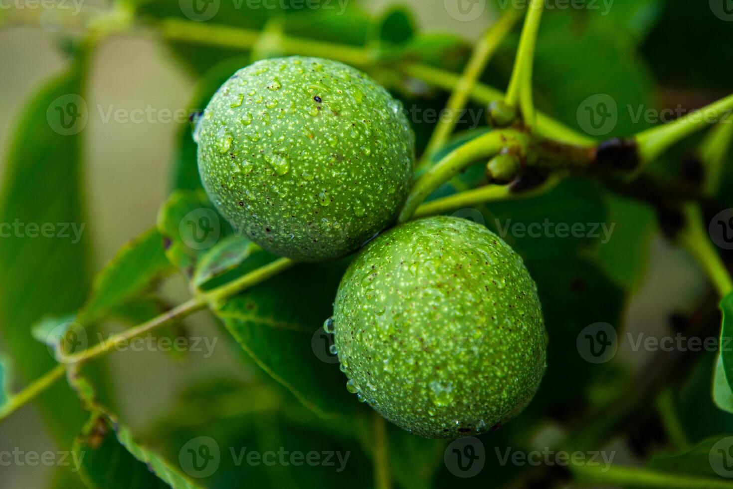Green walnuts on a tree in the garden with drops of water. The walnut tree grows waiting to be harvested. Ripe nuts. photo