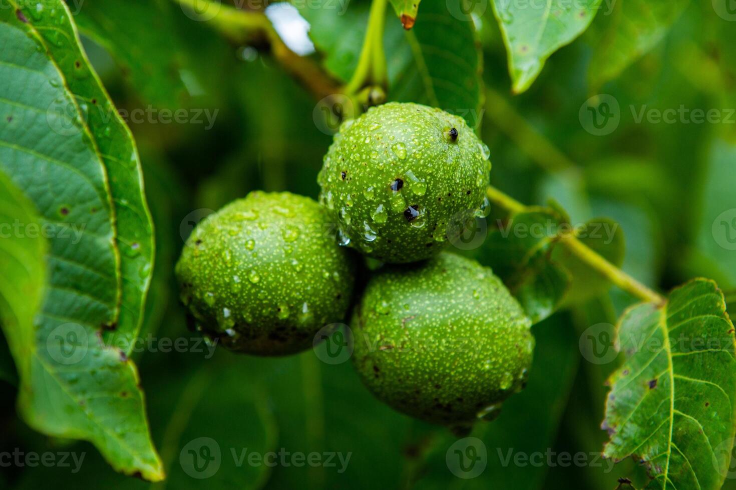 Green walnuts on a tree in the garden with drops of water. The walnut tree grows waiting to be harvested. Ripe nuts. photo