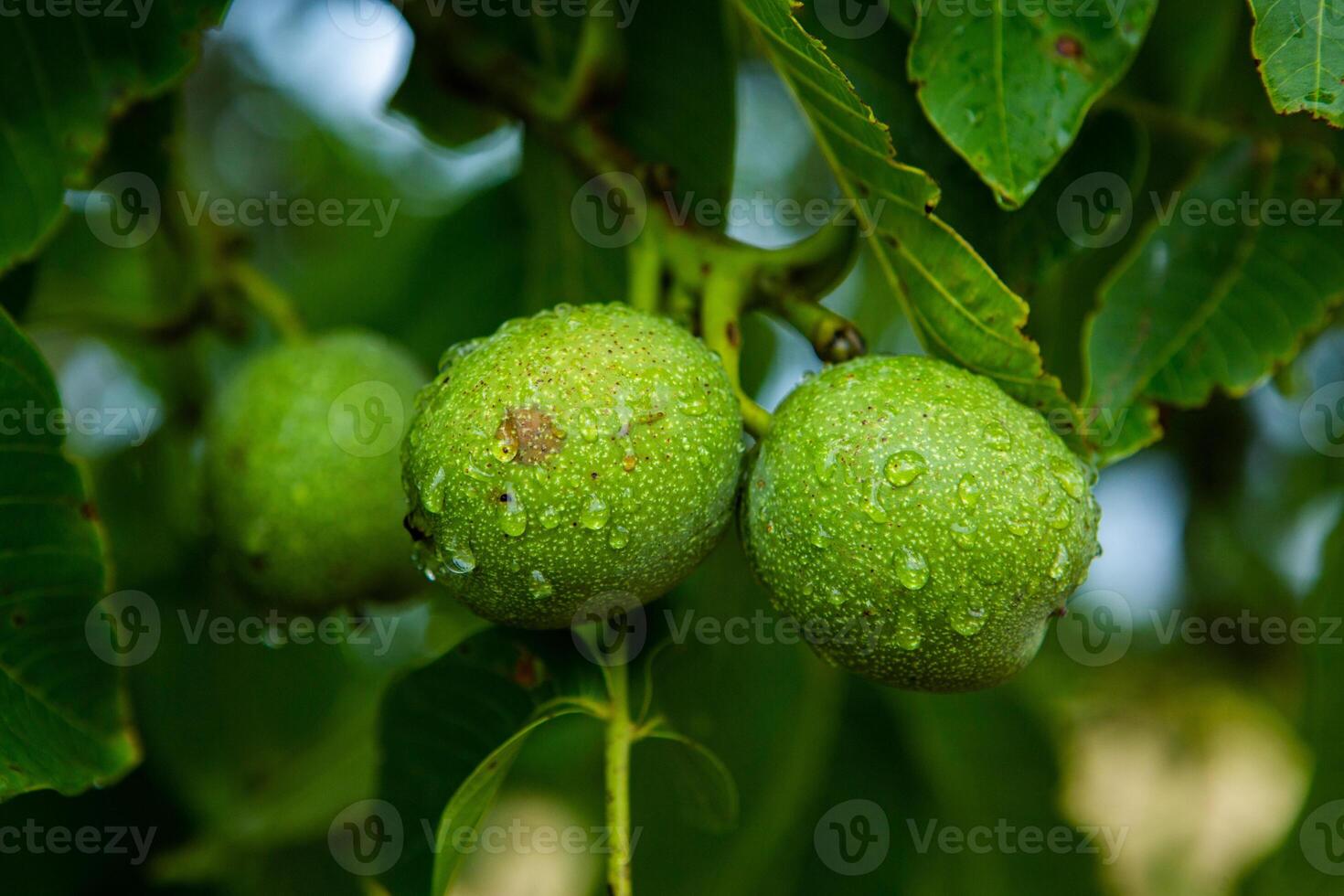 Green walnuts on a tree in the garden with drops of water. The walnut tree grows waiting to be harvested. Ripe nuts. photo