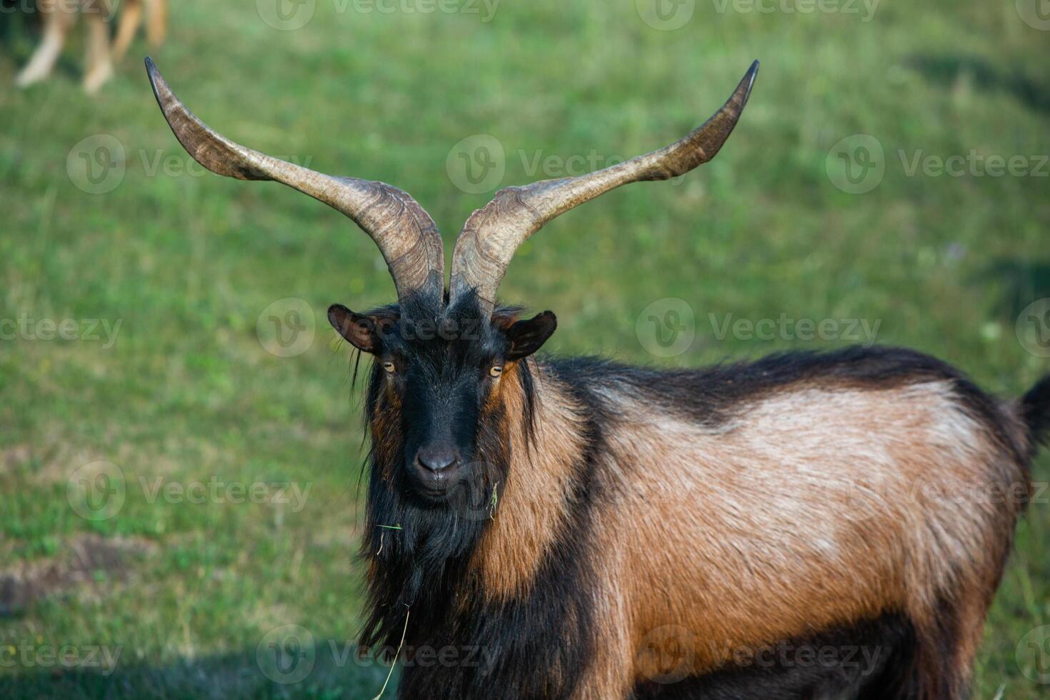 Mountain goats grazing in the Carpathian Mountains of Romania. The happy goat runs on the steep rocks. photo