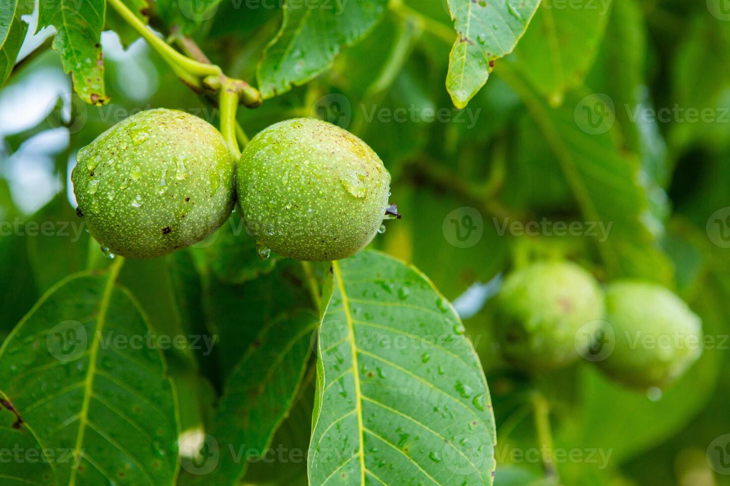 Green walnuts on a tree in the garden with drops of water. The walnut tree grows waiting to be harvested. Ripe nuts. photo