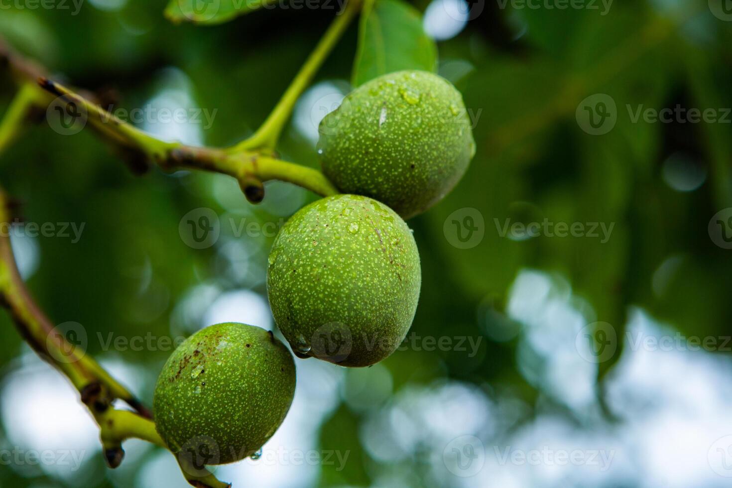 Green walnuts on a tree in the garden with drops of water. The walnut tree grows waiting to be harvested. Ripe nuts. photo