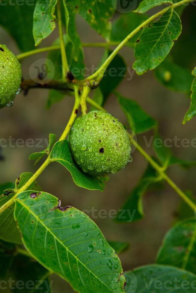 Green walnuts on a tree in the garden with drops of water. The walnut tree grows waiting to be harvested. Ripe nuts. photo