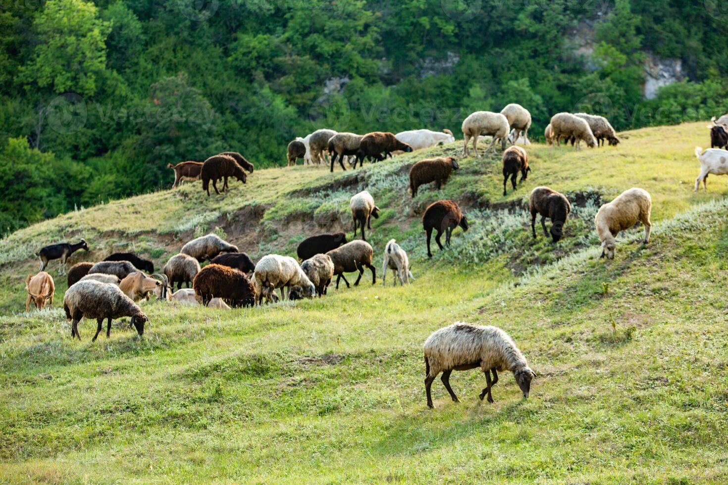 Mountain goats grazing in the Carpathian Mountains of Romania. The happy goat runs on the steep rocks. photo