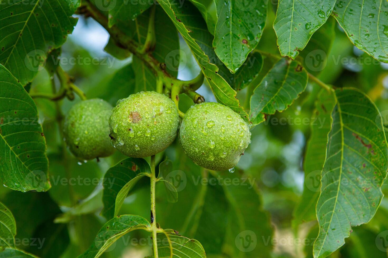 Green walnuts on a tree in the garden with drops of water. The walnut tree grows waiting to be harvested. Ripe nuts. photo