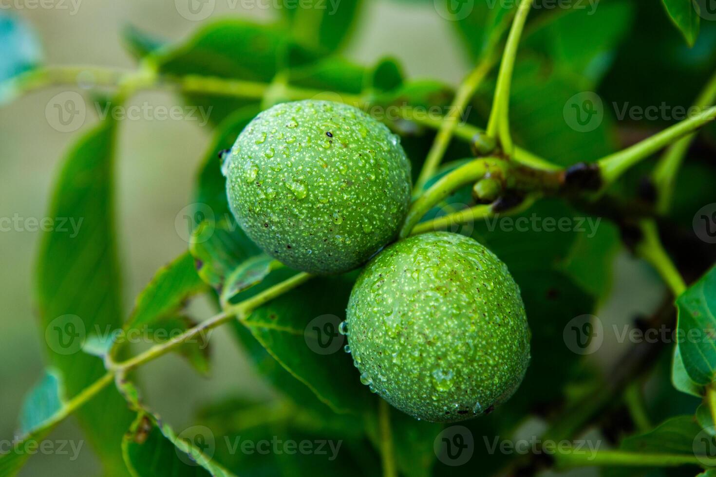 Green walnuts on a tree in the garden with drops of water. The walnut tree grows waiting to be harvested. Ripe nuts. photo
