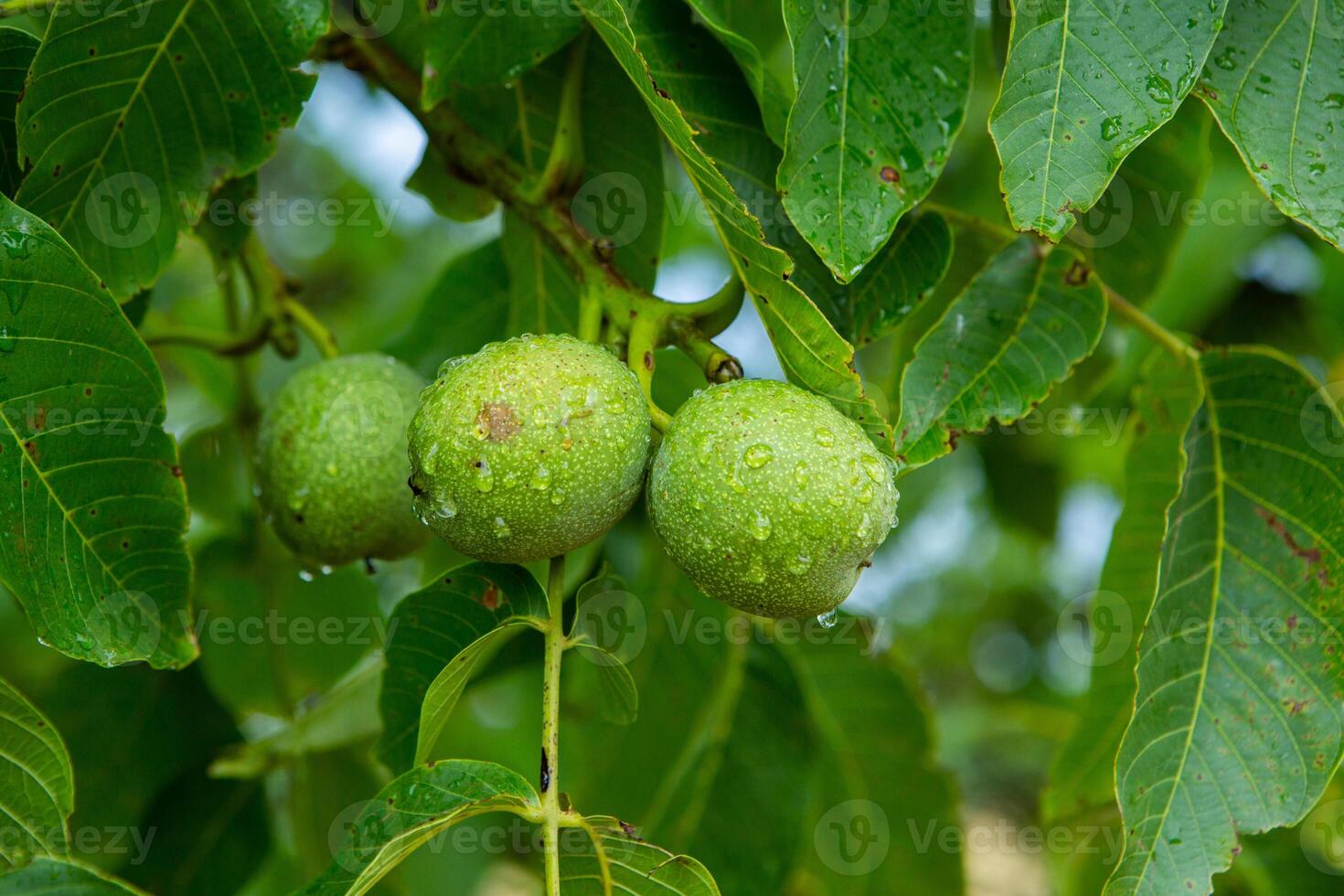 Green walnuts on a tree in the garden with drops of water. The walnut tree grows waiting to be harvested. Ripe nuts. photo