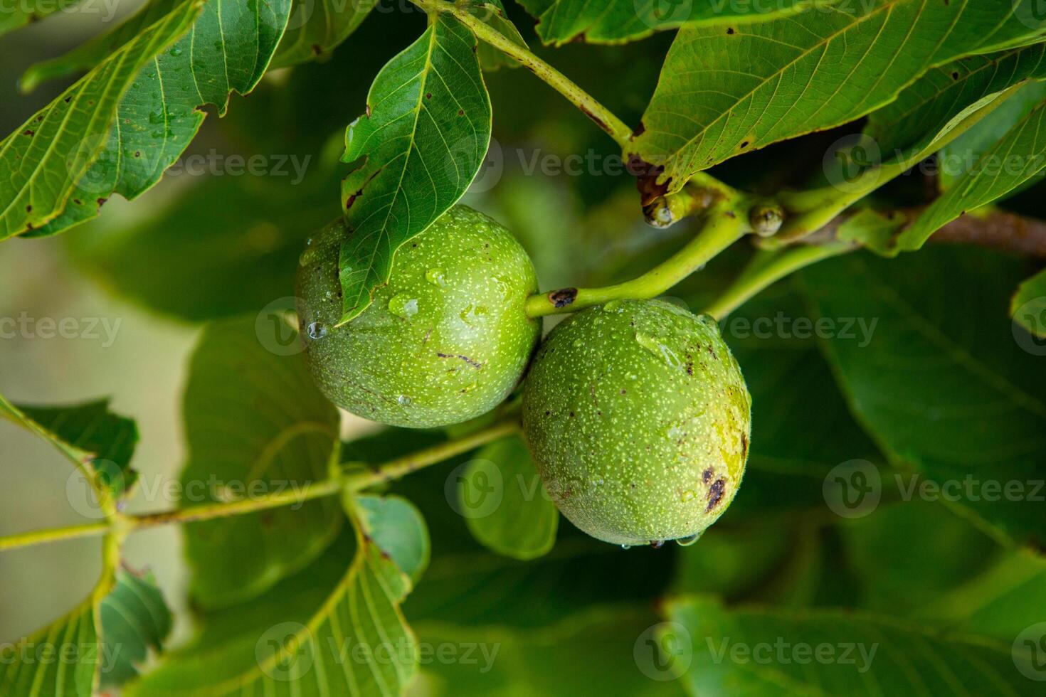 Green walnuts on a tree in the garden with drops of water. The walnut tree grows waiting to be harvested. Ripe nuts. photo