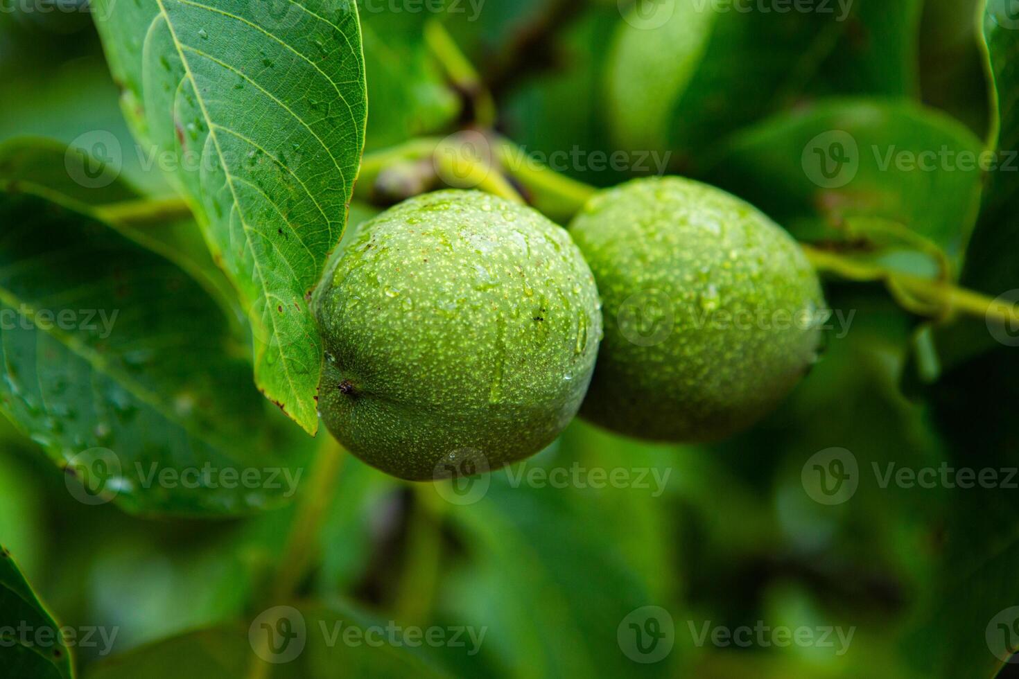 Green walnuts on a tree in the garden with drops of water. The walnut tree grows waiting to be harvested. Ripe nuts. photo