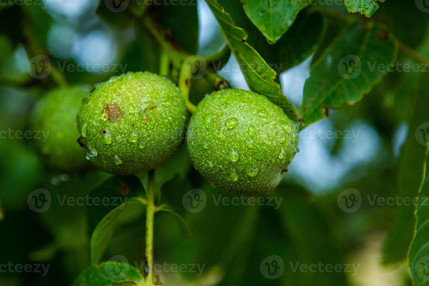 Green walnuts on a tree in the garden with drops of water. The walnut tree grows waiting to be harvested. Ripe nuts. photo