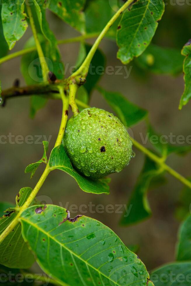 Green walnuts on a tree in the garden with drops of water. The walnut tree grows waiting to be harvested. Ripe nuts. photo