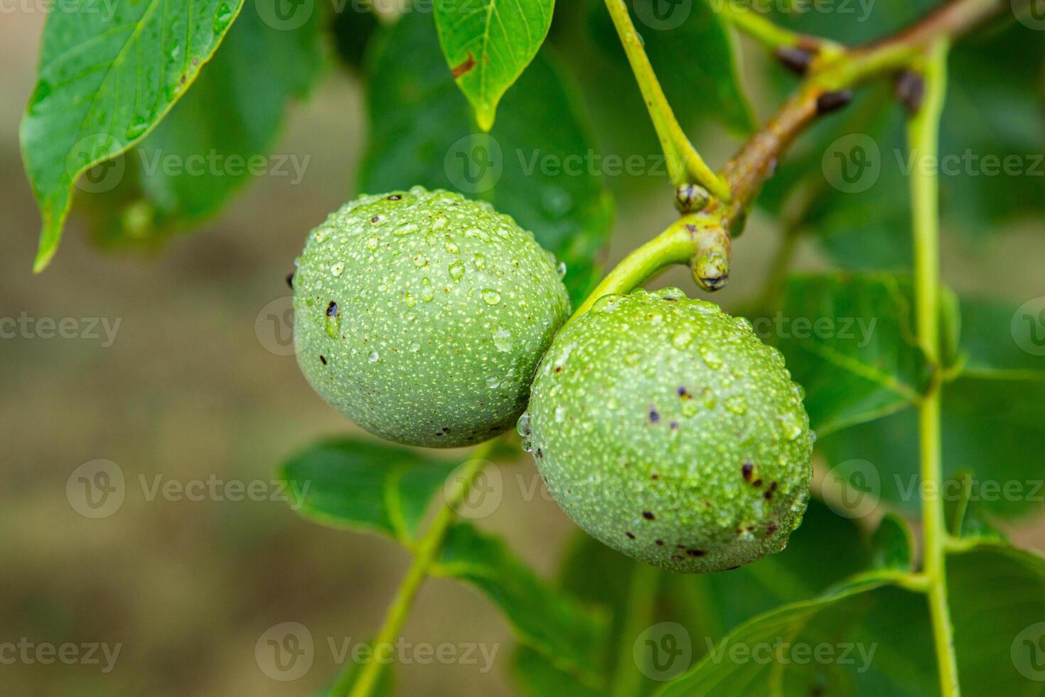 Green walnuts on a tree in the garden with drops of water. The walnut tree grows waiting to be harvested. Ripe nuts. photo