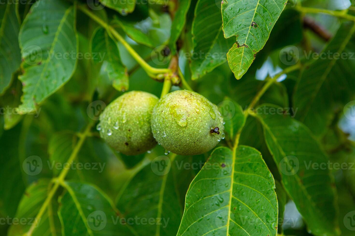 Green walnuts on a tree in the garden with drops of water. The walnut tree grows waiting to be harvested. Ripe nuts. photo