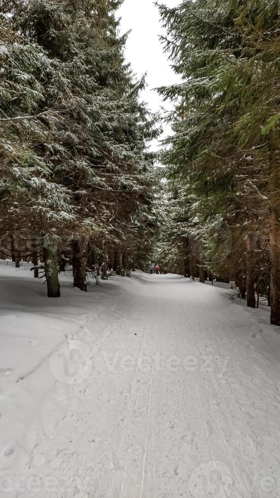 A snowy trail cuts through a winter forest Snow White mountain photo