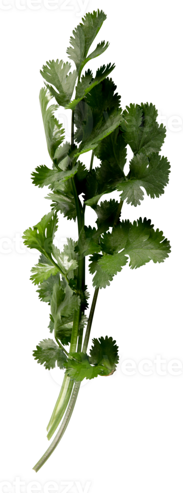 fresh coriander cut out isolated transparent background png