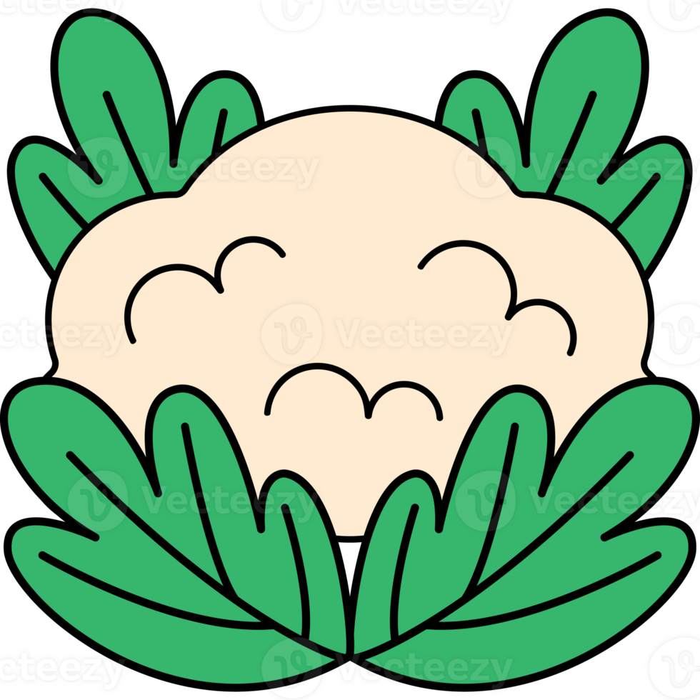 Cauliflower Illustration flat design isolated on transparent background png