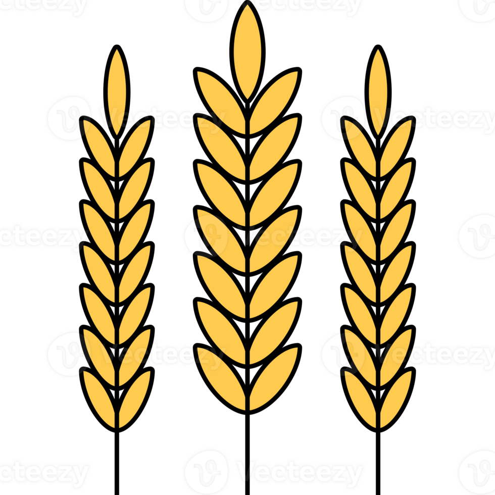Wheat Illustration flat design isolated on transparent background png