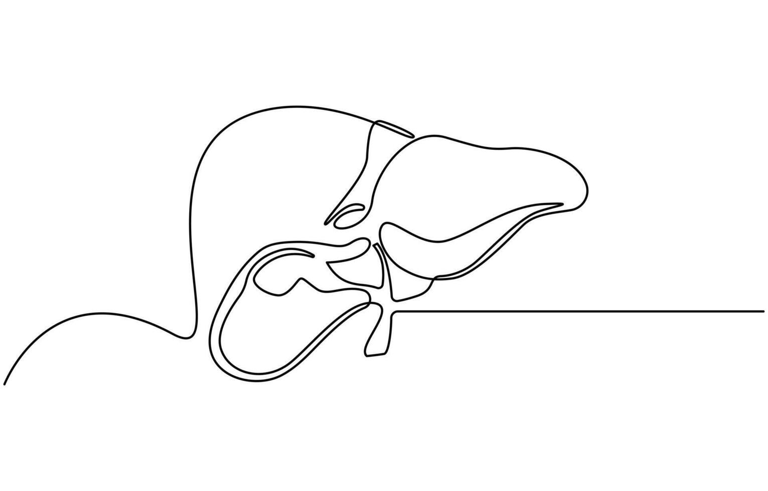 Continuous one line drawing of human lungs. One line of anatomical human lungs. Medical internal concept continuous line art, Liver human organ drawn by one line vector