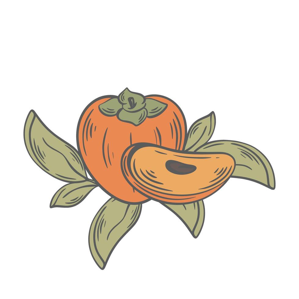 Composition persimmon whole and part with leaves vintage engraving vector