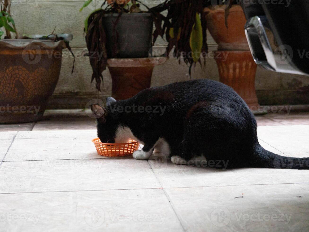 cat pet animal wild eat food feline hungry eating bowl mammal kitty nutrition feeding nutrition healhty meal dry funny snack black dark color snack copy space plate whisker small purbred diet dish cat photo