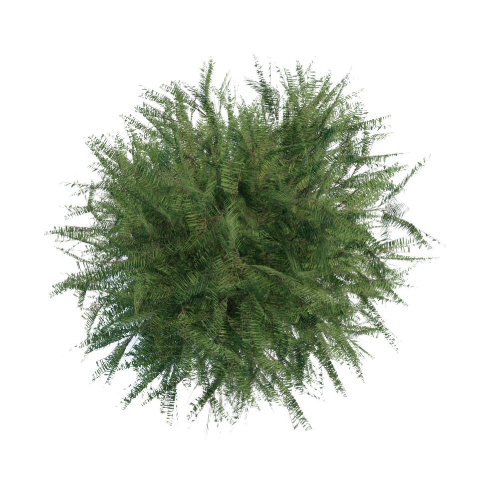 tree top view plant landscape architecture nature garden aerial render. png