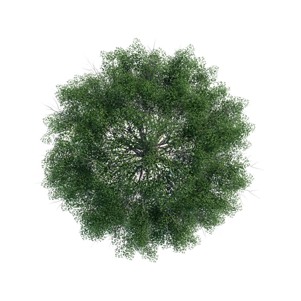 tree top view plant landscape architecture nature garden aerial render. png