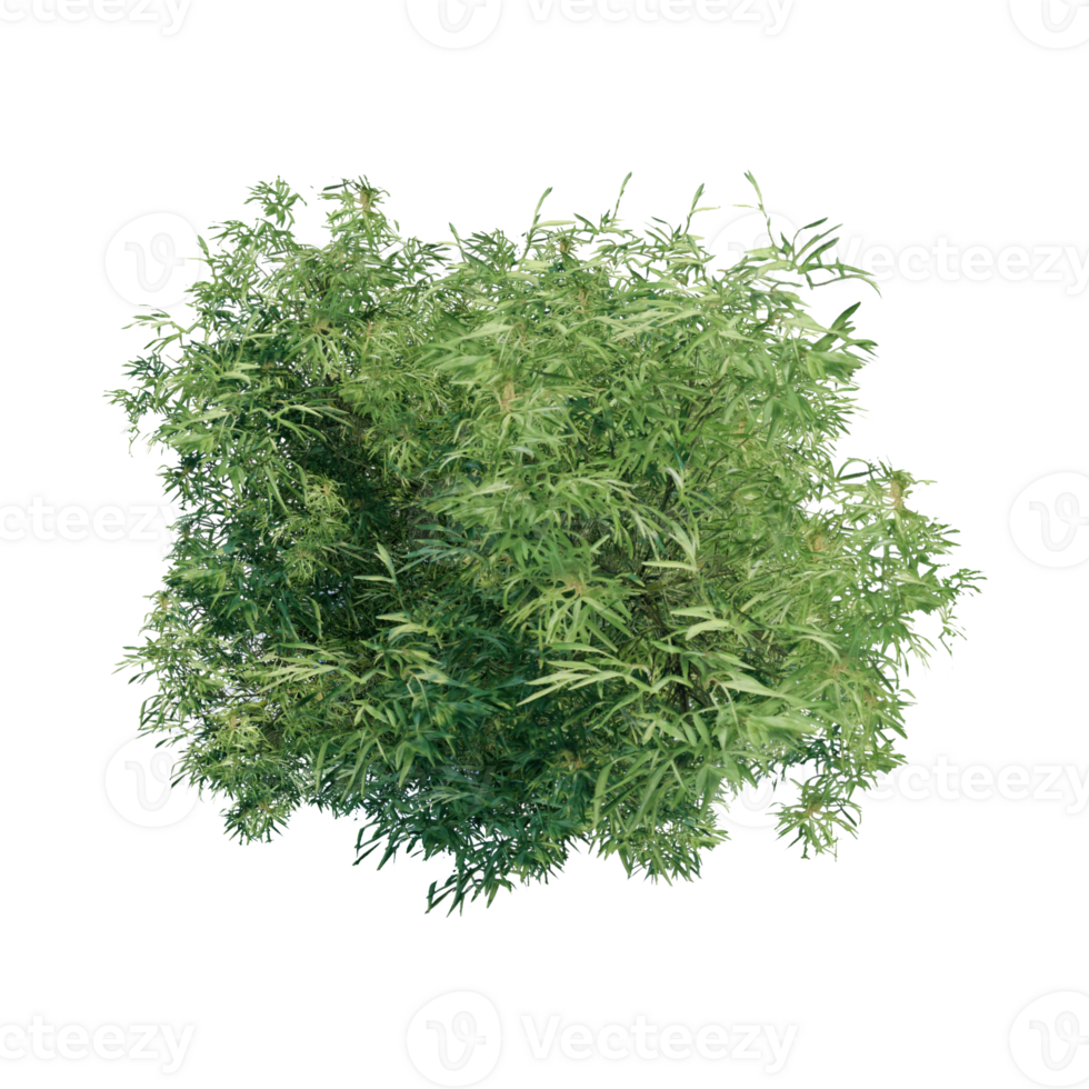 tree top view plant landscape architecture nature garden aerial render. png