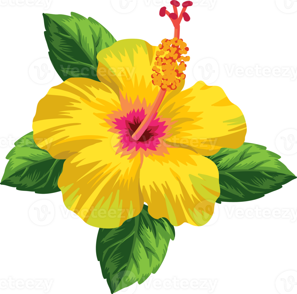 Tropical Flower Watercolor Illustration png