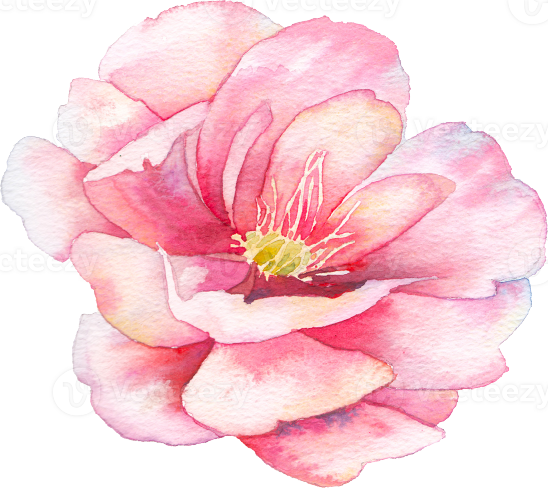Flower Watercolor Illustration png
