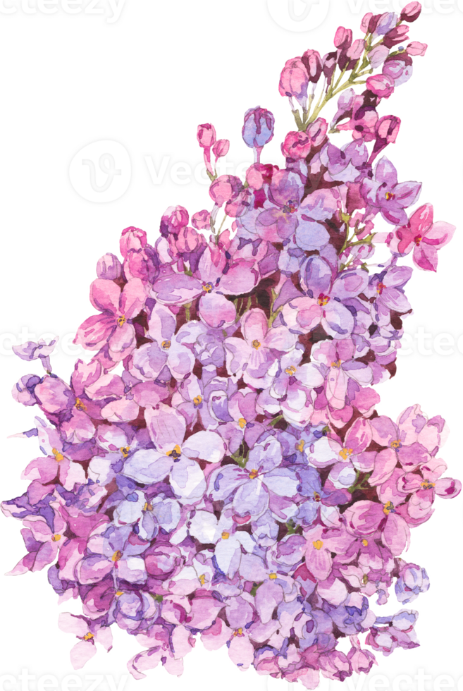 Flower Watercolor Illustration png