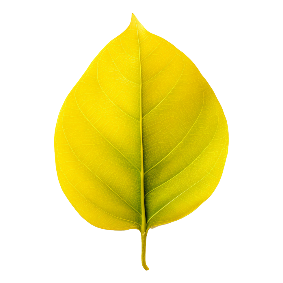 Fresh yellow ficus hispida leaf isolated on transparent background png