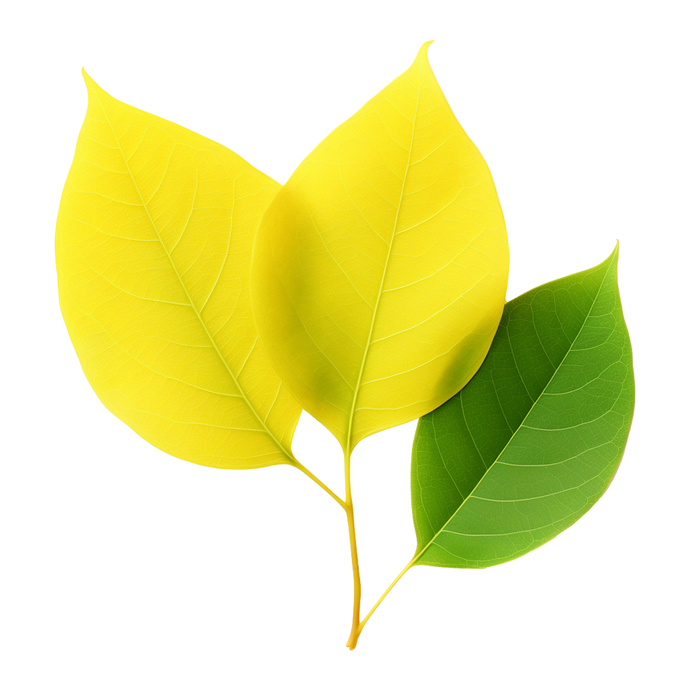 Fresh yellow ficus hispida leaf isolated on transparent background png