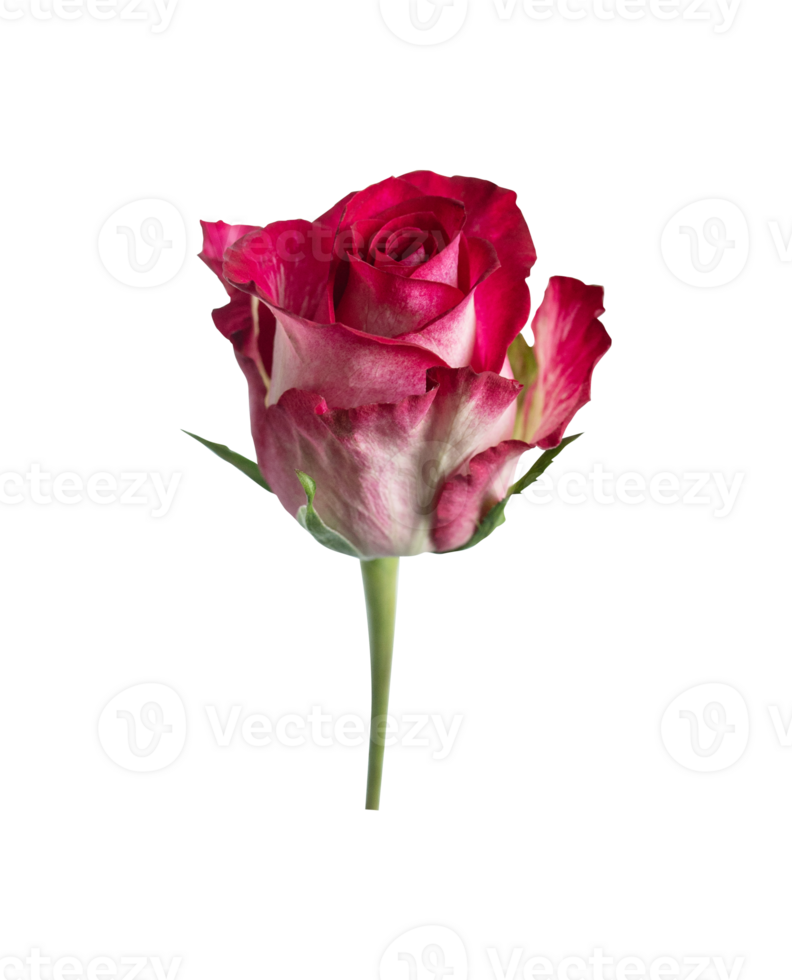 Red rose top view. Beautiful single light flower on stem transparent background. Natural object for design to Valentines Day, mother Day, anniversary, wedding png
