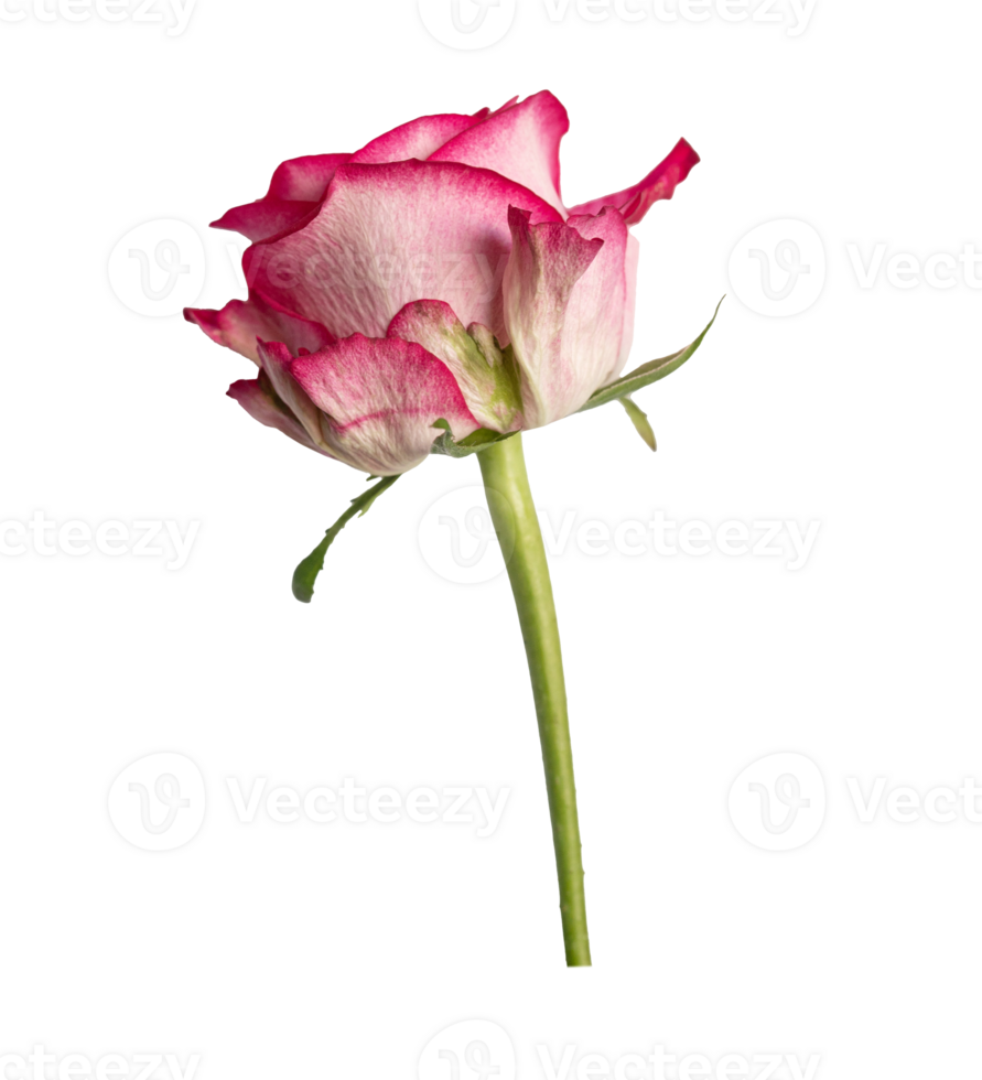 Red rose top view. Beautiful single light flower on stem transparent background. Natural object for design to Valentines Day, mother Day, anniversary, wedding png