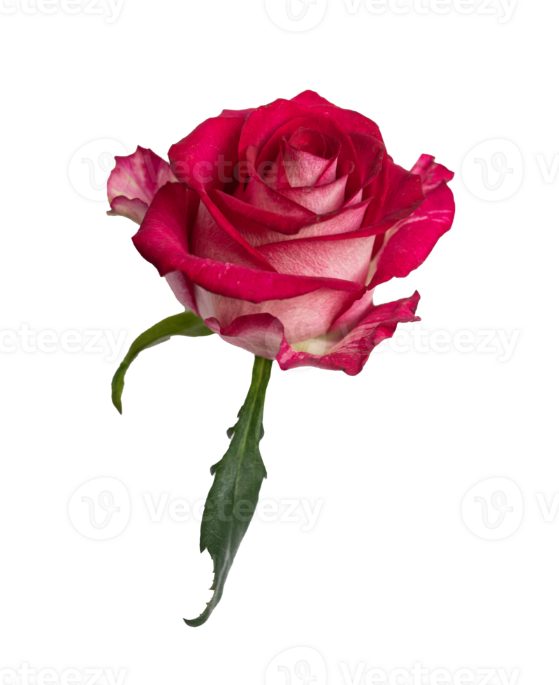 Red rose side view. Beautiful single light flower transparent background. Natural object for design to Valentines Day, mother Day, anniversary, wedding png