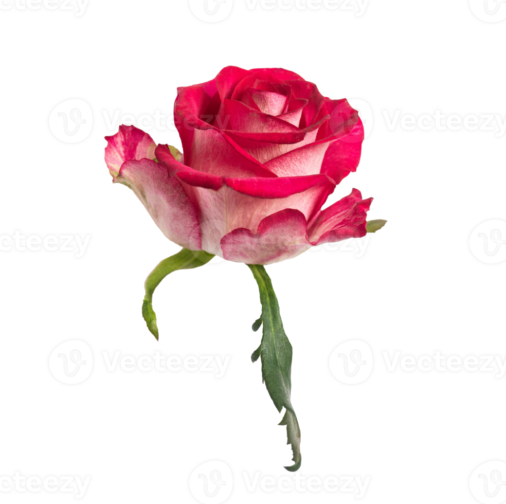 Red rose side view. Beautiful single light flower transparent background. Natural object for design to Valentines Day, mother Day, anniversary, wedding png