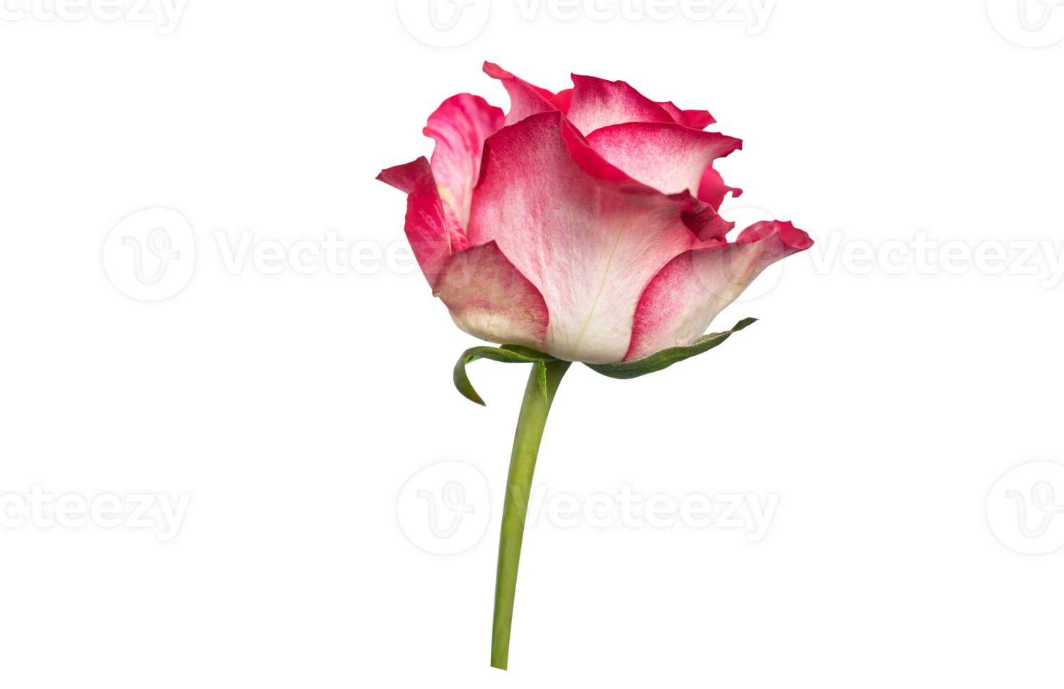 Red rose top view. Beautiful single light flower on stem transparent background. Natural object for design to Valentines Day, mother Day, anniversary, wedding png